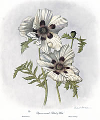 Papaver Orientale