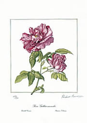 Rosa Gallica Versicolor