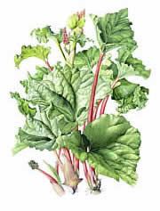 Rhubarb - large canvas