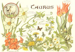 Taurus 21 Apr - 21 May