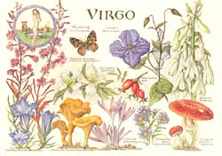 Virgo 24 Aug - 23 Sep