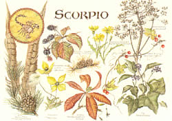 Scorpio 24 Oct - 22 Nov