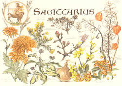 Sagittarius 23 Nov- 21 Dec