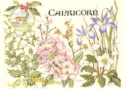 Capricorn 22 Dec - 20 Jan