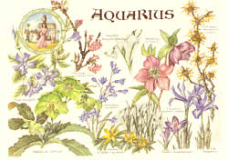 Aquarius 21 Jan - 19 Feb