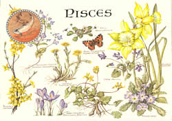 Pisces 20 Feb - 20 Mar