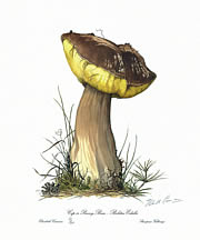 Cep or Penny Bun