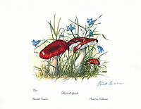 Russula Lepida