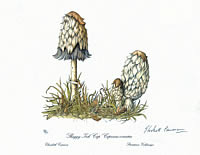 Shaggy Ink Cap