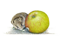 Apple with Mouse