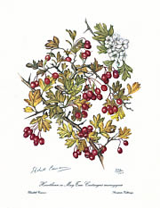 Hawthorn or May Tree