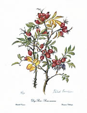 Dog Rose