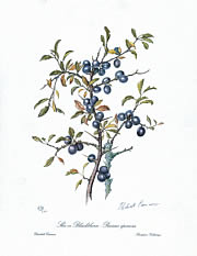 Sloe or Blackthorn