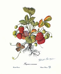 Strawberry