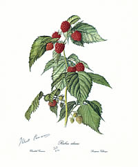 Raspberry