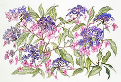Hydrangea - pink