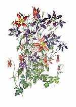 Aquilegia Hybrids