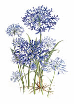Agapantha Praecox