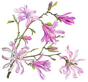 Magnolia Leonard Messel