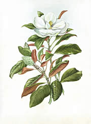 Magnolia Grandiflorum