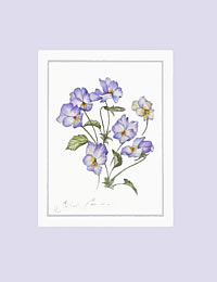 Viola Labradorica