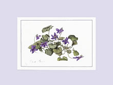 Wild Violets