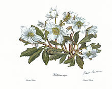Helleborus Niger