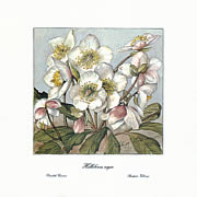 Helleborus Niger - Small