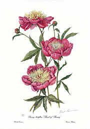 Paeony 'Bowl of Beauty'