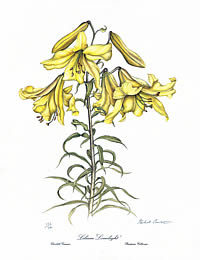 Lilium 'Limelight'