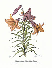 Lilium 'Apricot'