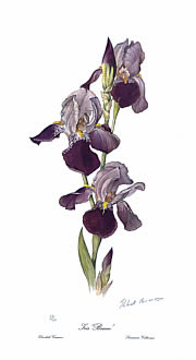 Iris 'Bruno'