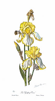 Iris 'Godfrey Owen'