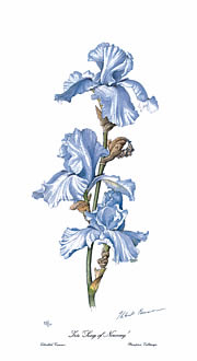 Iris 'Song of Norway'