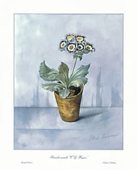 Primula Auricula 'CG Hayson'