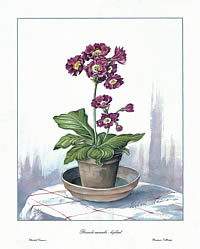 Primula Auricula Hybrid