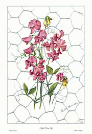 Pink Sweet Pea