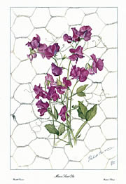 Mauve Sweet Pea