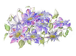Blue Clematis