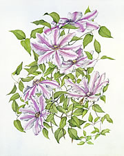 Pink Clematis