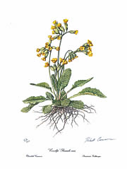 Cowslip