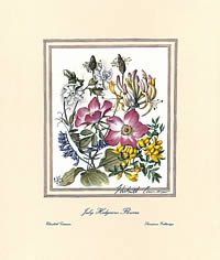 July Hedgerow Flowers