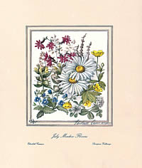 July Meadow Flowers