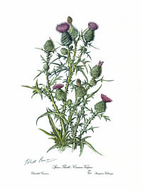 Spear Thistle