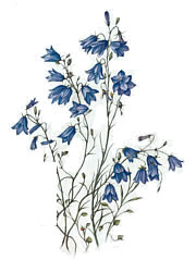 Harebells