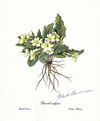 Primula Vulgaris
