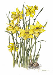 Narcissus