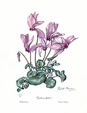 Cyclamen Hybrid