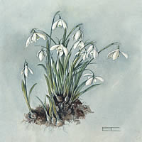 Snowdrop