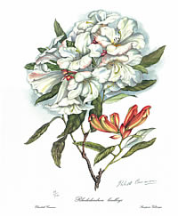 Rhododendron Lindleyi